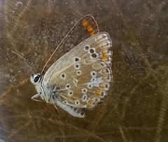 Aricia cramera