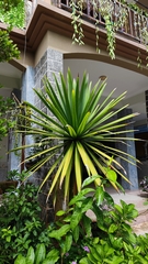 Dracaena cochinchinensis