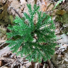 Dendrolycopodium