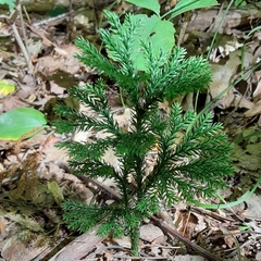 Dendrolycopodium