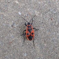 Pyrrhocoris apterus