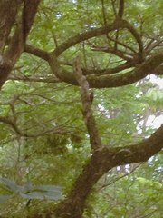 Melanerpes portoricensis