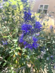 Caryopteris