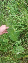 Rumex britannica
