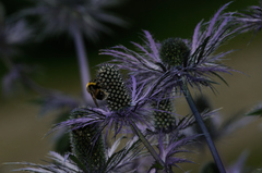 Eryngium alpinum