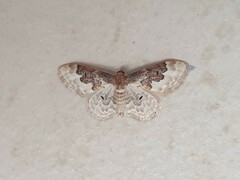 Idaea rusticata
