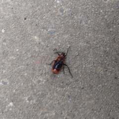 Pyrrhocoris apterus