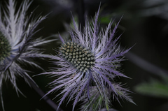 Eryngium alpinum