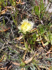 Carpobrotus edulis edulis
