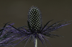 Eryngium alpinum