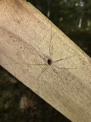 Leiobunum blackwalli