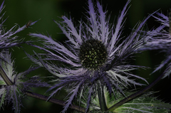 Eryngium alpinum