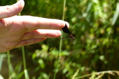 Calopteryx haemorrhoidalis