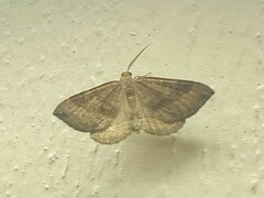 Scotopteryx chenopodiata