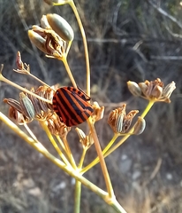 Graphosoma italicum italicum