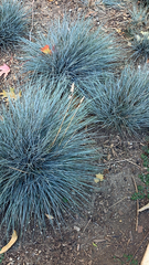 Festuca glauca