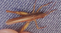 Chorthippus apricarius