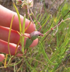 Neolasioptera allioniae