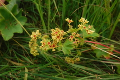 Alchemilla subcrenata