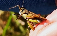 Chorthippus apricarius