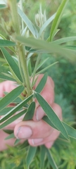 Lespedeza capitata