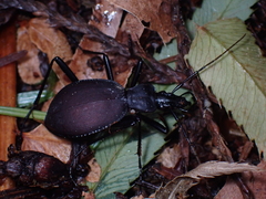 Scaphinotus angusticollis