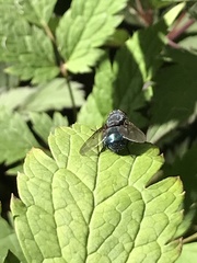 Calliphora vomitoria