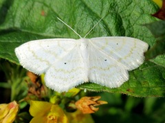Scopula immutata
