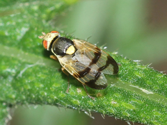 Urophora