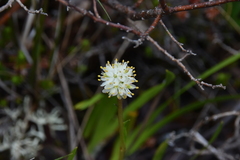 Triantha occidentalis