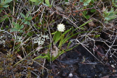 Triantha occidentalis