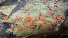 Scutellinia