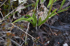 Triantha occidentalis