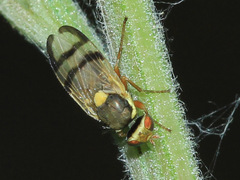 Urophora
