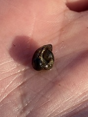 Theodoxus fluviatilis