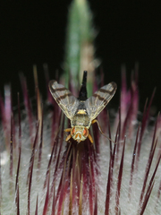 Urophora