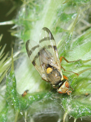 Urophora