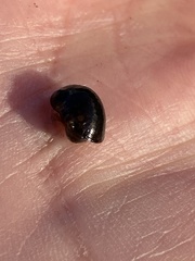 Theodoxus fluviatilis