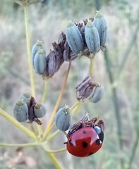 Coccinella septempunctata
