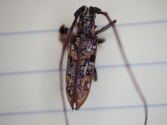 Monochamus marmorator