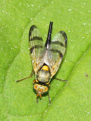 Urophora