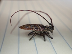 Monochamus marmorator