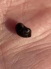 Theodoxus fluviatilis