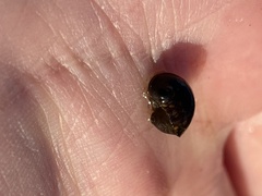 Theodoxus fluviatilis