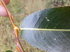 Salix pentandra