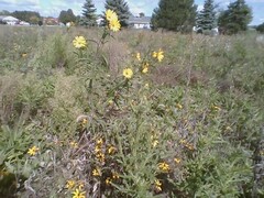 Silphium asteriscus trifoliatum