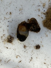 Theodoxus fluviatilis