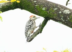 Leiopicus mahrattensis