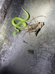 Trimeresurus albolabris