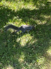 Sciurus carolinensis